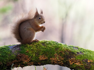 Red squirrel, Sciurus vulgaris