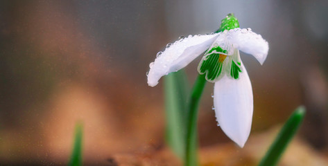 Galanthus nivalis in evening forest at sunset, close-up photo, selective focus.