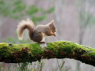 Red squirrel, Sciurus vulgaris