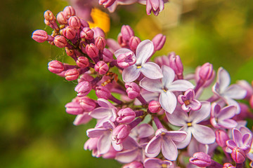 Beautiful smell violet purple lilac blossom flowers in spring time. Close up macro twigs of lilac selective focus. Inspirational natural floral blooming garden or park. Ecology nature landscape