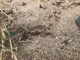 ants on ground