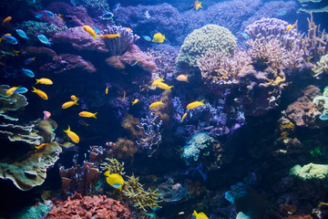 Brightly colored fish in the vast ocean