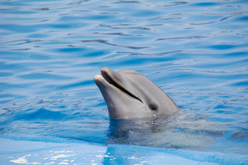 Friendly dolphin smiling at the world,