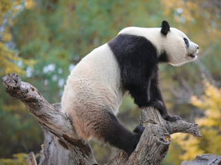 Cute Panda