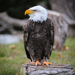 eagle