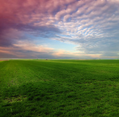 green wheat field against a blue sky