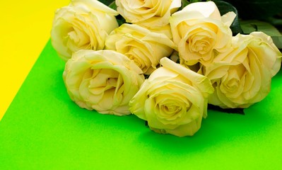 Fototapeta premium Fresh white roses on a colored background.