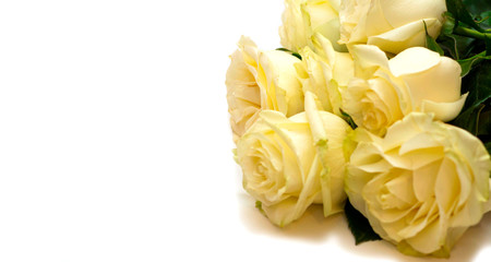 Fresh white rose with green leaves on a white background.