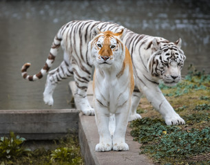 White tiger