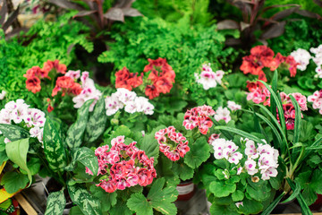 Pelargonium graveolens flowers. flower greenhouse. abstract background of flowers