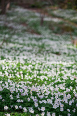 wood anemone in park