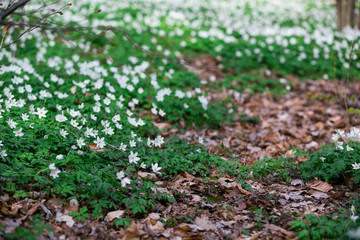 wood anemone in park