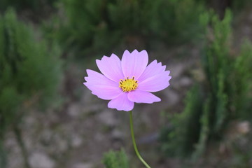 pink flower in the garden