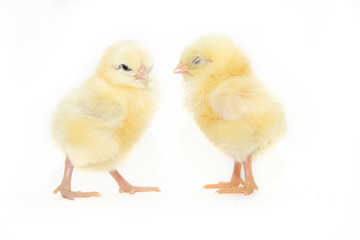 Chickens on a white background. Poultry. Isolated background. Article about avian flu. The concept of Studio photography for articles and advertising on domestic birds and caring for them.