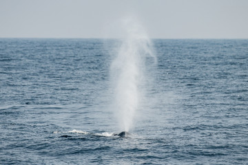 Natural sea fountain - blue whale breathe
