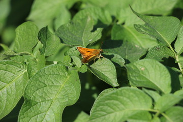 butterfly on leaf