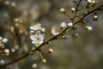 Blossoming branch of the cherry plum tree (Prunus cerasifera) with early white flowers in spring and Easter time, copy space