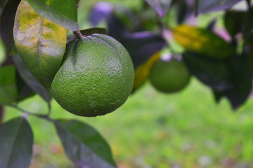 The green lemons on the tree or the garden.