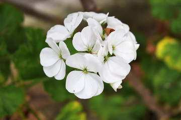 The white flowers (Hortensia) in the garden.