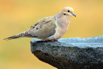 Mourning Dove (Zenaida Macroura) 0344