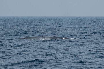 Obraz premium Blue whale's back and spout on sea surface