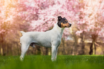 Bodeguero Andaluz dog enjoying spring posing in the park, side view, natural background.