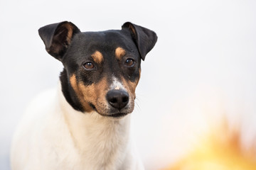 Bodeguero Andaluz purebred dog looking at the camera, head portrait, natural background. Horizontal with copy space