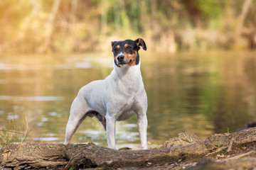 Ratonero Bodeguero Andaluz purebred dog, posing next to the river, natural background. Horizontal with copy space