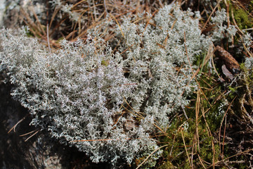 Old man's beard moss lichens at Acadia National Park in Maine