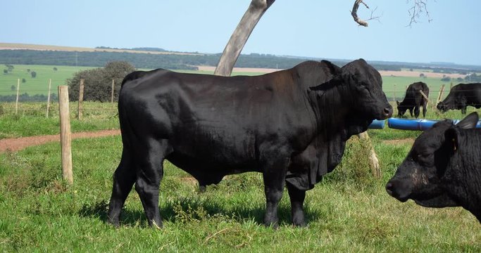 Agribusiness - Brangus Black Cattle, in natural pasture, Angus cattle, highly genetic bulls in Brazil - Livestock