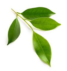 Obraz premium fresh green leaves