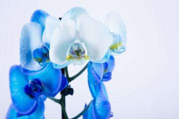 Fototapeta na wymiar Blue orchid flowers on white background