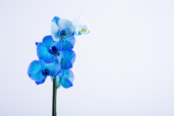 Blue orchid flowers on white background