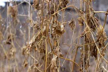 Fototapeta premium First falling snow on village background in autumn, Moscow region, Russia. Yellow plants on the background of falling snow