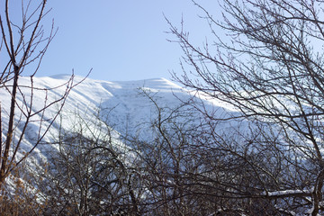 beautiful dried tree and hills in background. Dry trees on the background of mountains. trees on the background of mountains. Trees on the background of snow-capped mountains