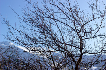 Fototapeta na wymiar Monochrome sepia image of bare trees against a cloudy sky in late autumn. Bottom view. Autumn trees against a cloudy sky