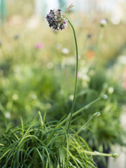 Flowering plant Armeria in the spring close-up view.