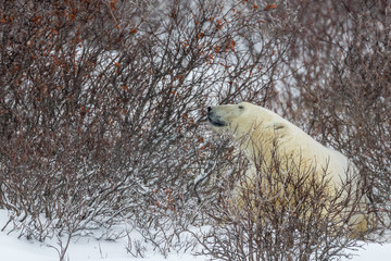 Polar bear resting on the snow - Manitoba, Canada