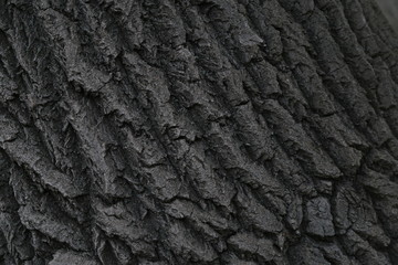 thick tree bark