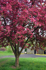 Fototapeta na wymiar beautiful flowering tree wild apple tree in bloom