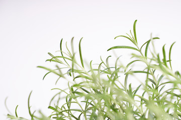 Fototapeta premium Rosemary green plant close up on white background 