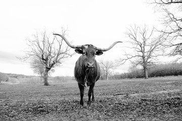 Texas Longhorn cow in isolation on farm.