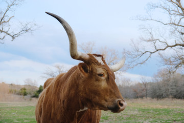 Texas Longhorn cow in spring landscape with large horns close up.