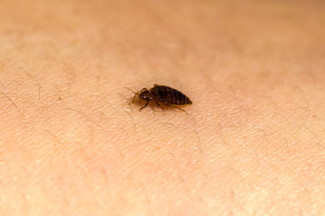Bed Bug