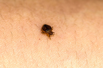 Bed Bug 