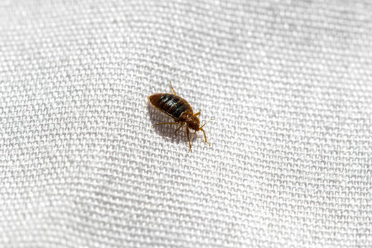 Bed Bug On Bed