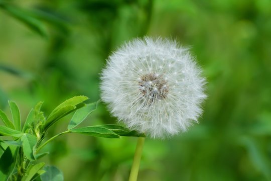 Dandelion on a green background
