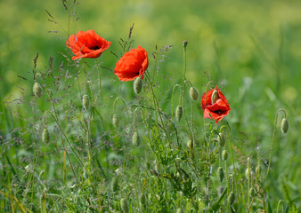 Red poppy on the field with camomiles