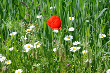Red poppy on the field with camomiles