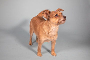 Wired haired terrier pup on solid background 